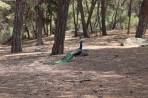 Parc animalier de la forêt de Plaka - île de Kos Photo 3