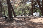 Parc animalier de la forêt de Plaka - île de Kos Photo 4