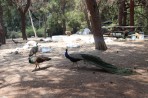 Parc animalier de la forêt de Plaka - île de Kos Photo 6