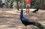 Parc animalier de la forêt de Plaka - île de Kos Photo 8