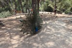 Parc animalier de la forêt de Plaka - île de Kos Photo 9