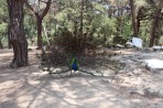 Parc animalier de la forêt de Plaka - île de Kos Photo 10