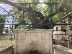 Platane d'Hippocrate - île de Kos Photo 4